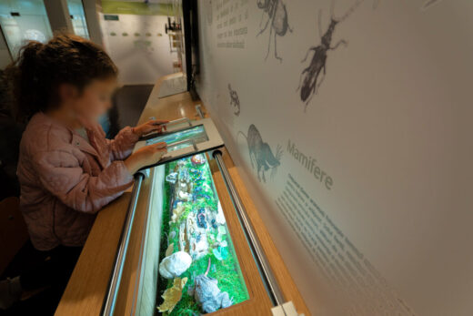 Parcul Natural Vânători-Neamț