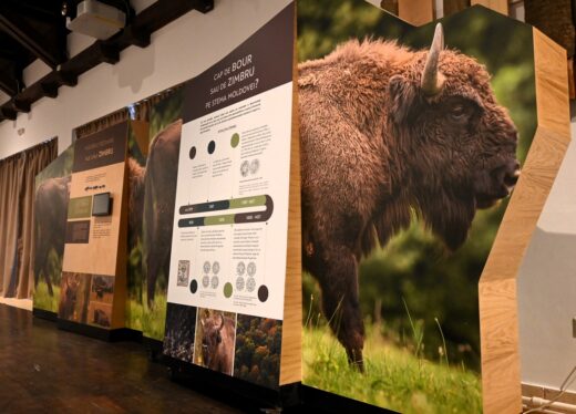 Parcul Natural Vânători-Neamț