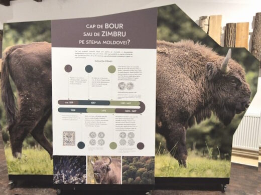 Parcul Natural Vânători-Neamț